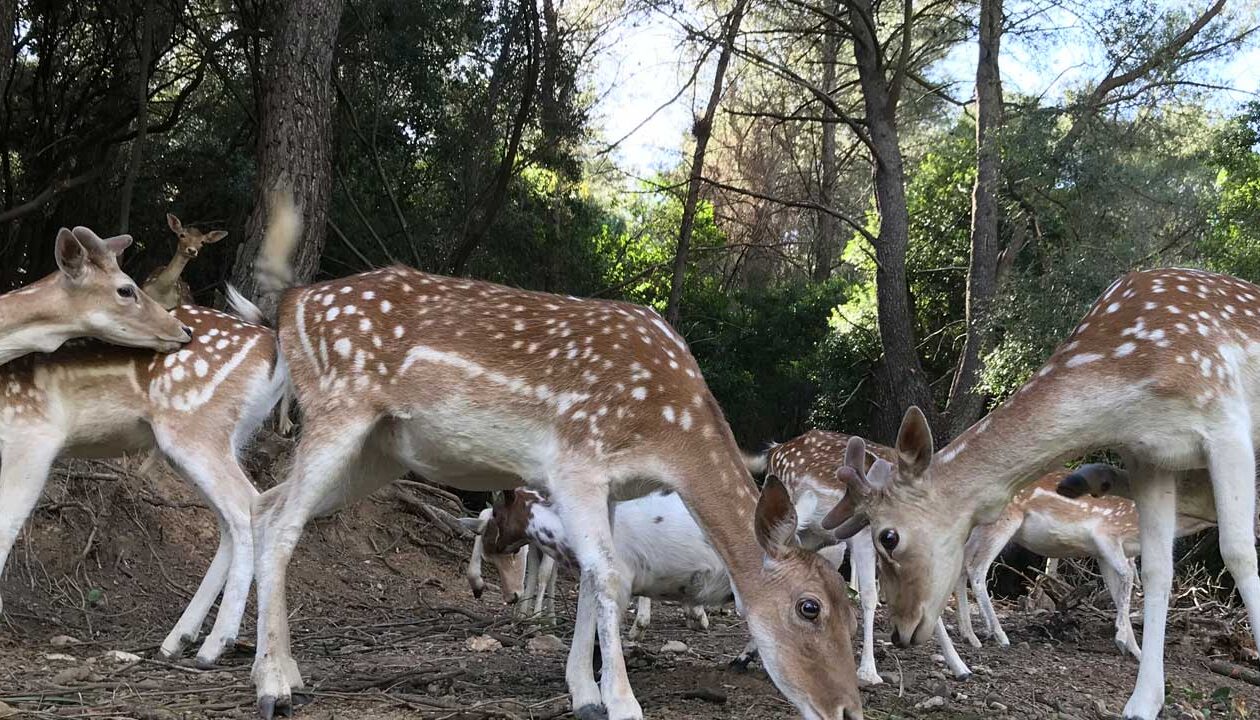 Τα ελάφια μας | Ζέλιος ΓΗ